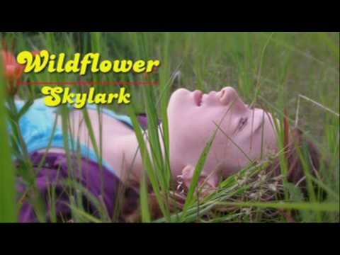 skylark wildflower original hit version